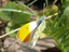Farfalle - Anthocaris cardamines