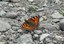 Farfalle - Aglais urticae