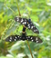 Amata phegea in accoppiamento