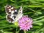 Melanargia galathea