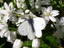 Pieris rapae