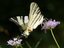 Iphiclides podalirius