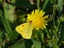 Farfalla del genere Colias