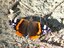 Vanessa atalanta