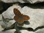 Lasiommata petropolitana (forse)