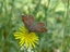 Lasiommata petropolitana (forse)