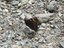 Farfalle - Aglais urticae