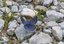 Poliommatus semiargus