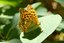 Argynnis paphia (forse)