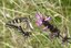 Papilio machaon