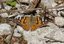 Vanessa cardui