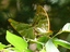 Argynnis (forse) in accoppiamento ALIGN=