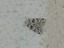 Cryphia muralis