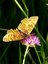 Melitaea athalia