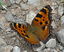 Nymphalis polychloros