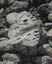 Parnassius apollo
