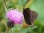 Erebia epiphron
