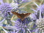 Euclidia glyphica