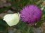 Gonepteryx rhamni