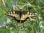 Papilio machaon