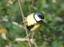 Cinciallegra (Parus major)