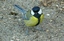 Cinciallegra (Parus major)