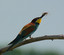 Gruccione (Merops apiaster)