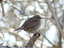 Passera scopaiola