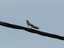 Rondine (Hirundo rustica)