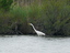 Egretta alba - Airone bianco maggiore - val Cavanata