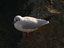 Gabbiano comune (Larus ridibundus o Chroicocepahalus ridibundus)