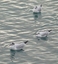 Gabbiano comune (Larus ridibundus o Chroicocepahalus ridibundus)