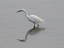 Garzetta (Egretta garzetta)