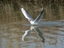 Gabbiano comune (Larus ridibundus o Chroicocepahalus ridibundus)