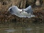 Gabbiano comune (Larus ridibundus o Chroicocepahalus ridibundus)