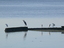 Airone cenerino e garzette- Ardea cinerea e egretta garzetta