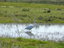 Egretta alba - Airone bianco maggiore - val Cavanata