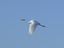 Egretta alba - Airone bianco maggiore - val Cavanata
