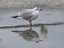 Gabbiano comune (Larus ridibundus o Chroicocepahalus ridibundus)