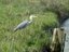 Ardea cinerea - Airone cenerino - isola della Cona