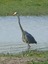 Ardea cinerea - Airone cenerino - isola della Cona