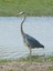 Ardea cinerea - Airone cenerino - isola della Cona