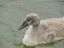 Cigno reale giovane - Cygnus olor juv