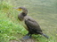 Cormorano - Phalacrocorax carbo