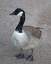 Oca del Canada (Branta canadensis)