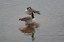 Oca del Canada (Branta canadensis)