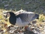 Oca facciabianca (Branta leucopsis)