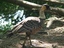 Oca delle Hawaii (Branta sandvicensis)