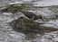 Piro-piro piccolo (Actitis hypoleucos)