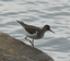 Piro-piro piccolo (Actitis hypoleucos)